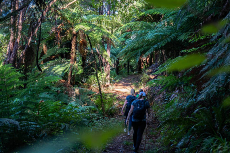 Group walking through bush on walking track on Nydia Track in Marlborough